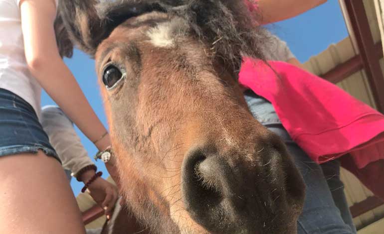 jóvenes jugando con el caballo del aula de naturaleza emilio hurtado